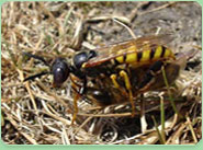 wasp control Cheadle